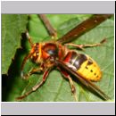 Vespa crabro - Hornisse 25a.jpg
